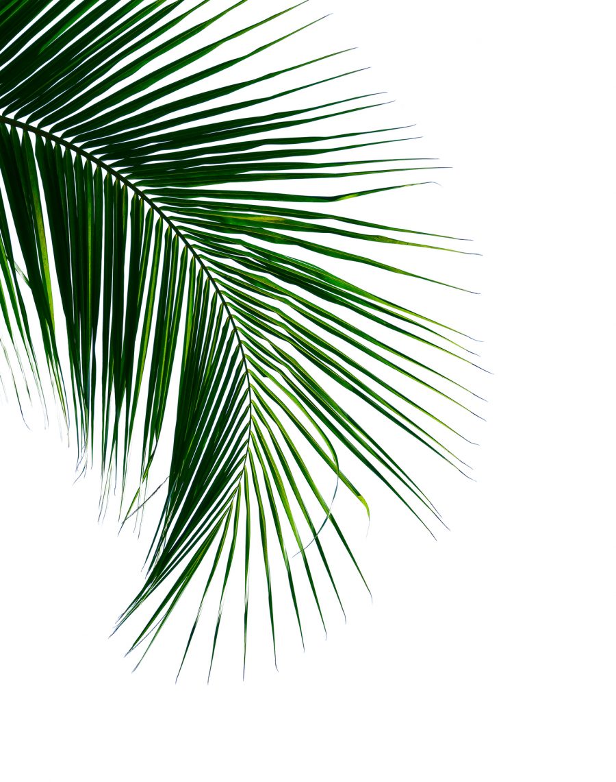 tropical coconut palm leaf isolated on white for design elements